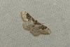 Idaea rusticata